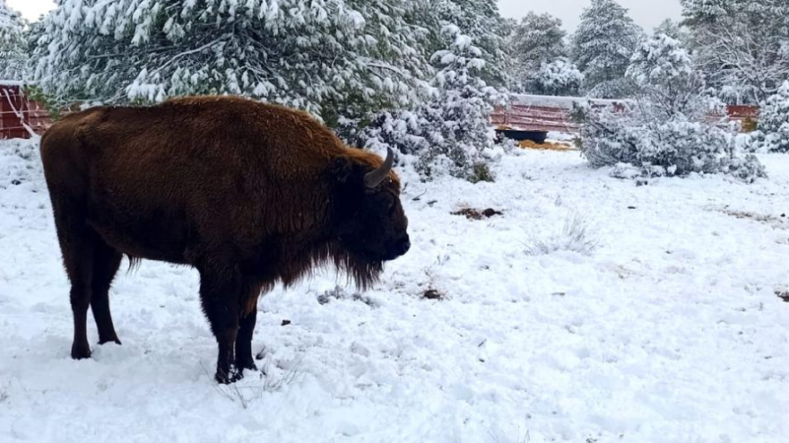 Bisontes en Guadalajara