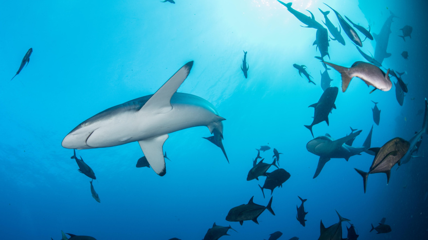 Tiburones fotografía recurso