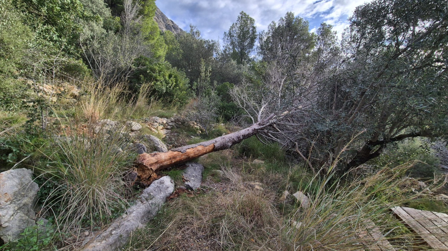 Ondara tala medio centenar de pinos en Segària para garantizar la seguridad de los visitantes