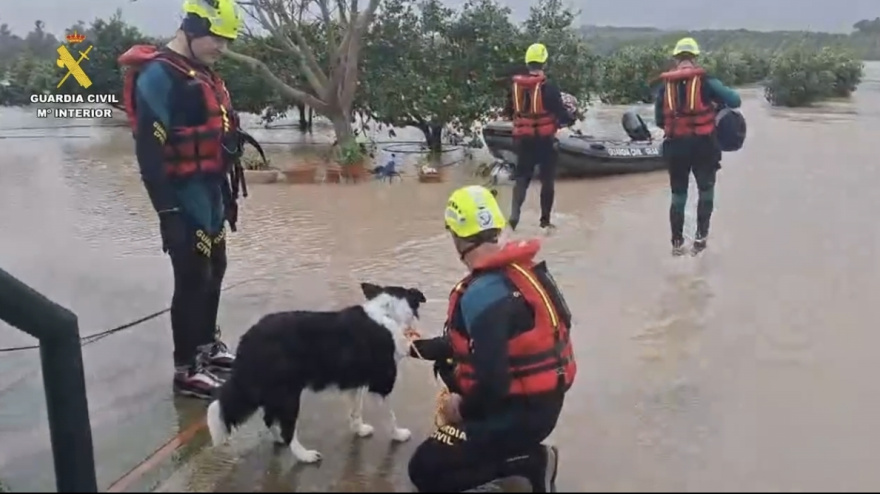 Agentes de la Guardia Civil  rescatan animales en las riberas inundadas del Guadalete