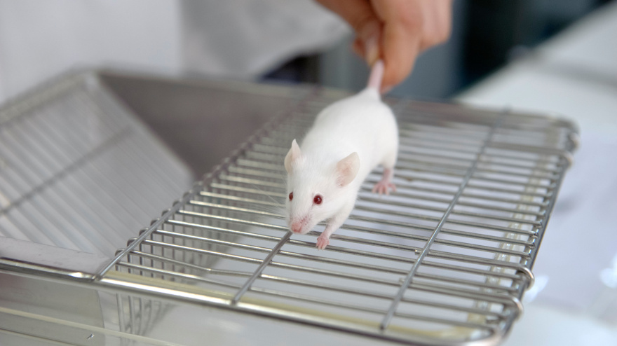 Imagen de recurso de una rata de laboratorio