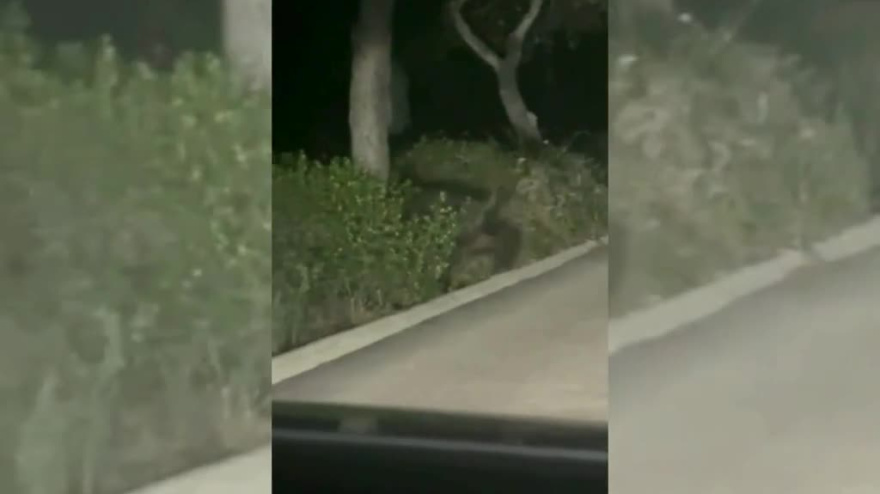 Jabalíes en la Devesa Albufera