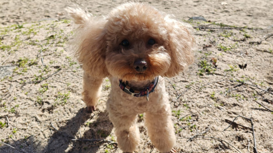 Esta es Chloe, una caniche perdida en Piornal durante el Jarramplas