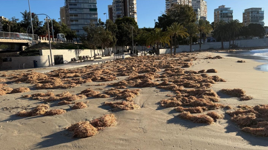 Más de 300 toneladas de algas y 50 árboles caídos: así ha golpeado el temporal a Alicante