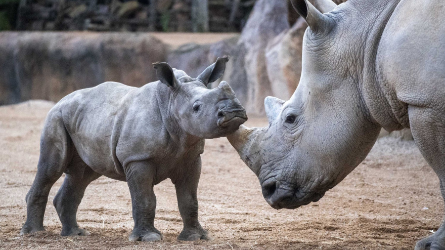 Rinocerontes en el BIOPARC