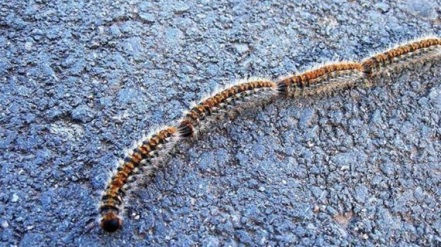 El Colegio de Veterinarios adelanta las recomendaciones ante la presencia de procesionaria