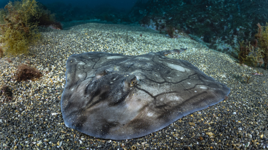 Una imagen de la raya mosaico en las profundidades del Cantábrico frente al litoral de Asturias