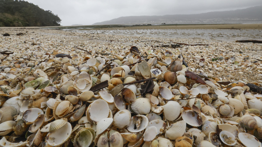 Conchas de berberecho muerto en la playa de Testal, en la Ría de Noia por la baja salinidad del agua debido a las continuas lluvias