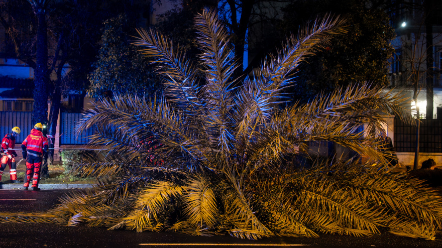 Efectivos de bomberos han derribado  una palmera que se encontraba en mal estado como consecuencia de la tormenta.