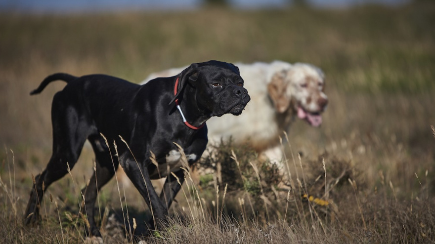 Perros de caza