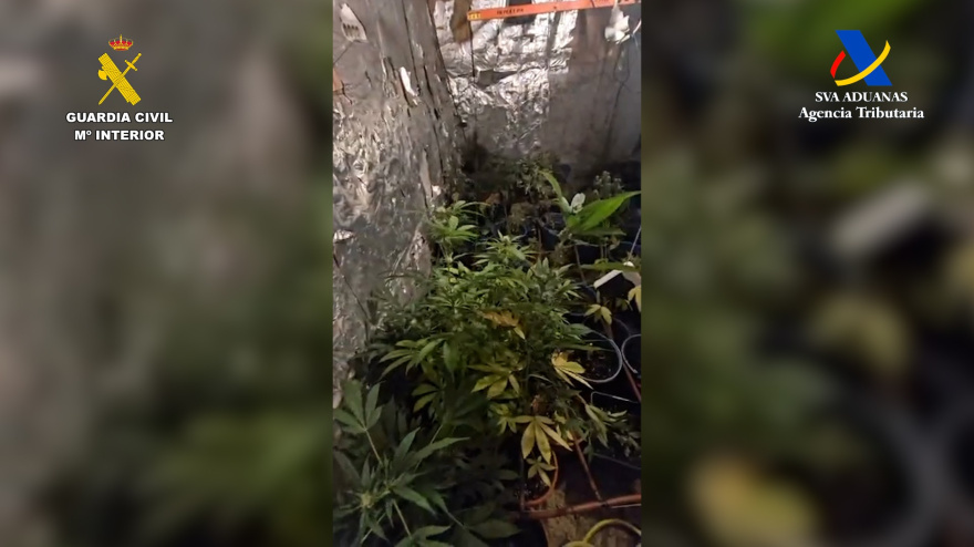 Laboratorio de marihuana