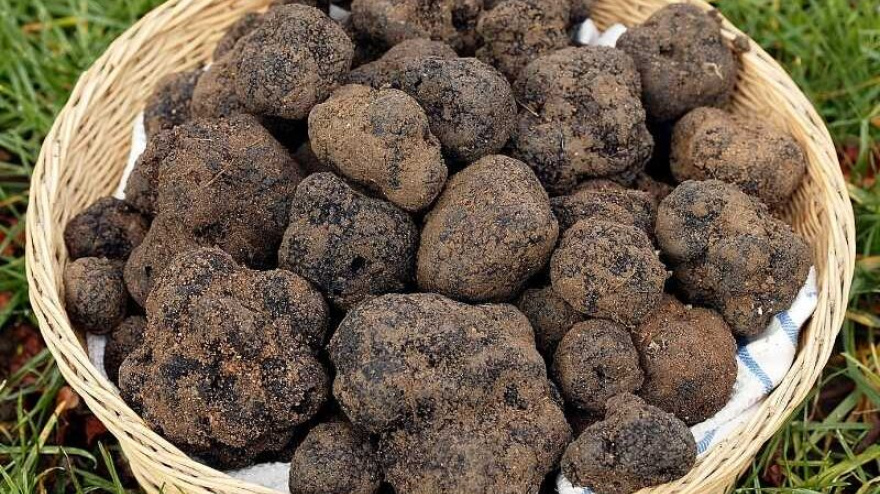 Soria se convierte en epicentro de la trufa durante el mes de febrero