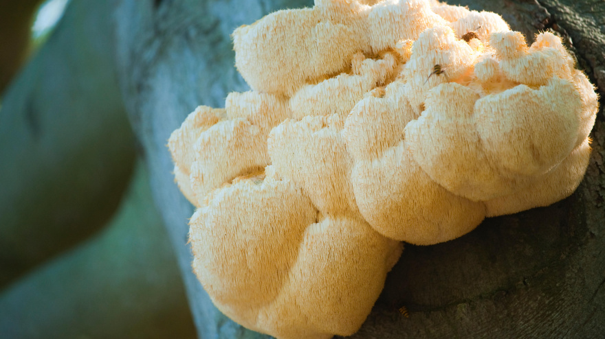 Imagen de una seta melena de león