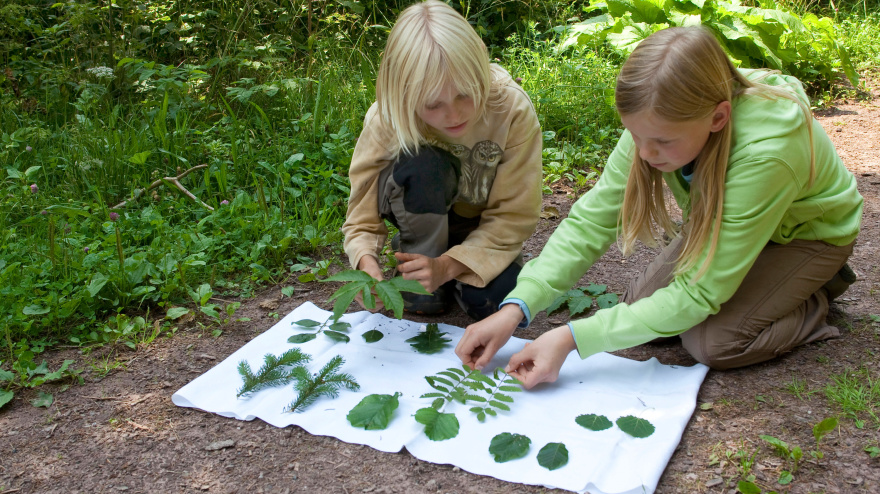 Niños aprendiendo a reconocer las hojas de los árboles