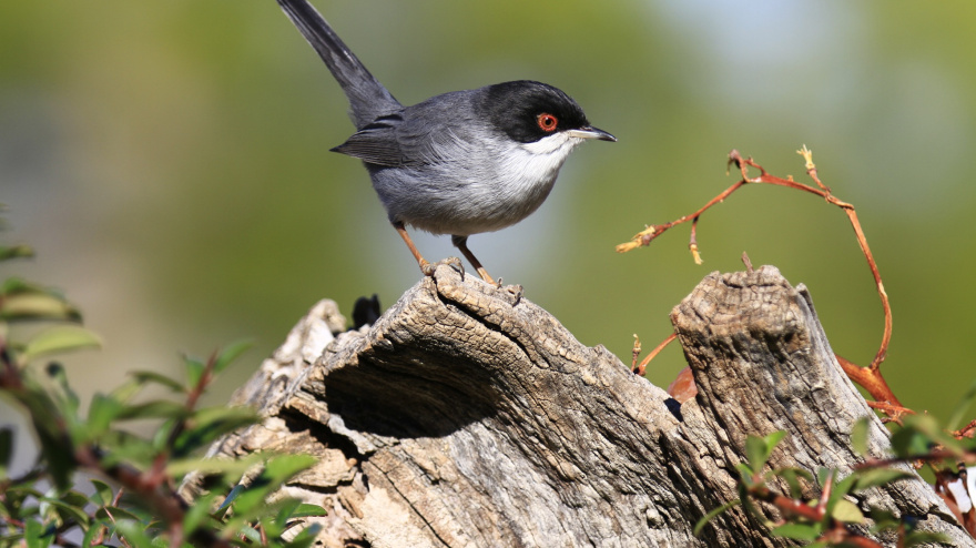 Una de las aves que puede encontrarse en Santander.