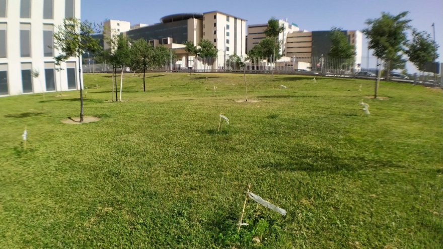 Un estudio de la UGR vincula la plantación de árboles con mejoras en la salud mental