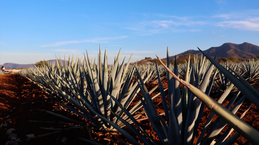 Una de las imágenes características de Tequila, en México