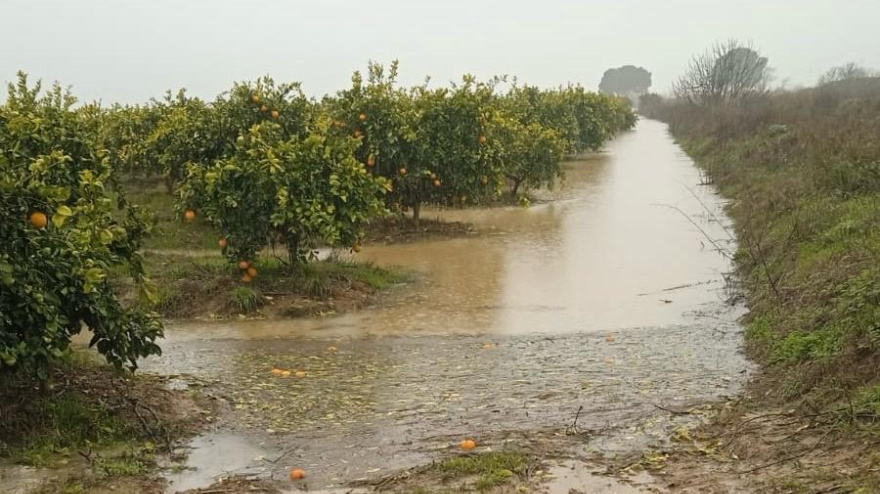 Cítricos en Palma del Río