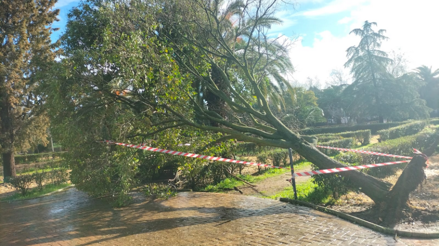 Un árbol caído como consecuencia del temporal
