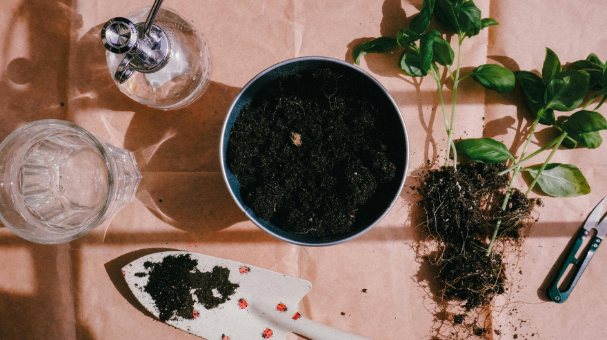 Cómo retirar una planta