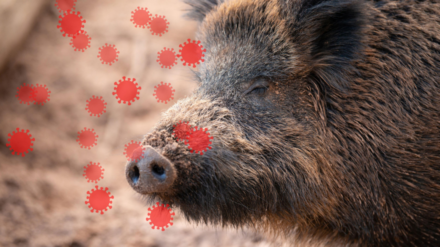 Peste porcina africana, brote del virus