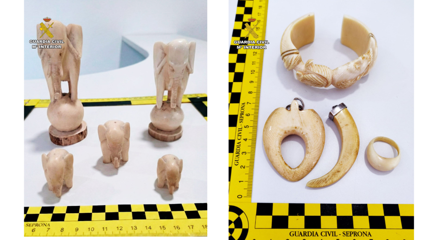 Las piezas intervenidas por la Guardia Civl