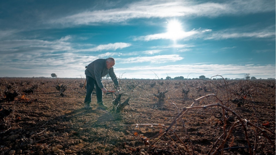 Arranca la poda en el viñedo en la Denominación de Origen La Mancha