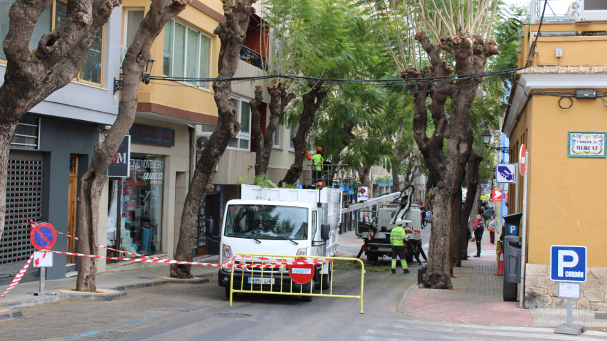 La poda de las jacarandas de Carlos Sentí obliga a cortar el tráfico en el centro de Dénia