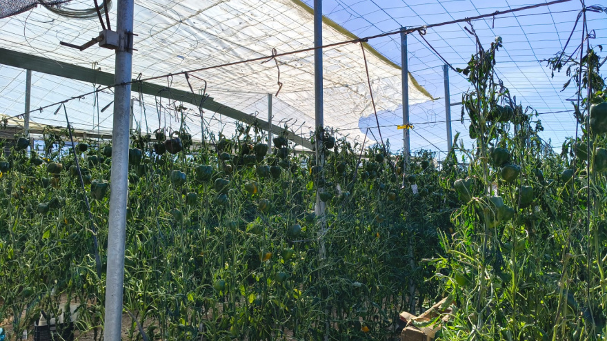 Daños en invernaderos