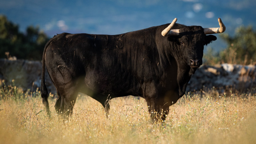 Uno de los toros de Victoriano del Río que se lidiaron en la final de la Copa Chenel 2025