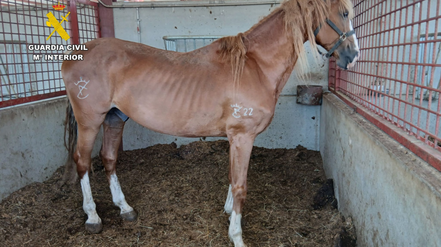Caballo desnutrido