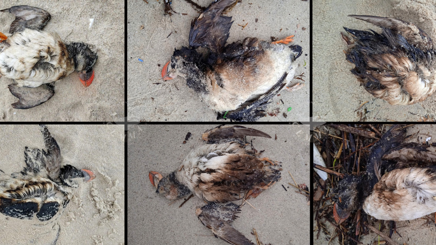 Araos papagaios en la costa de Galicia