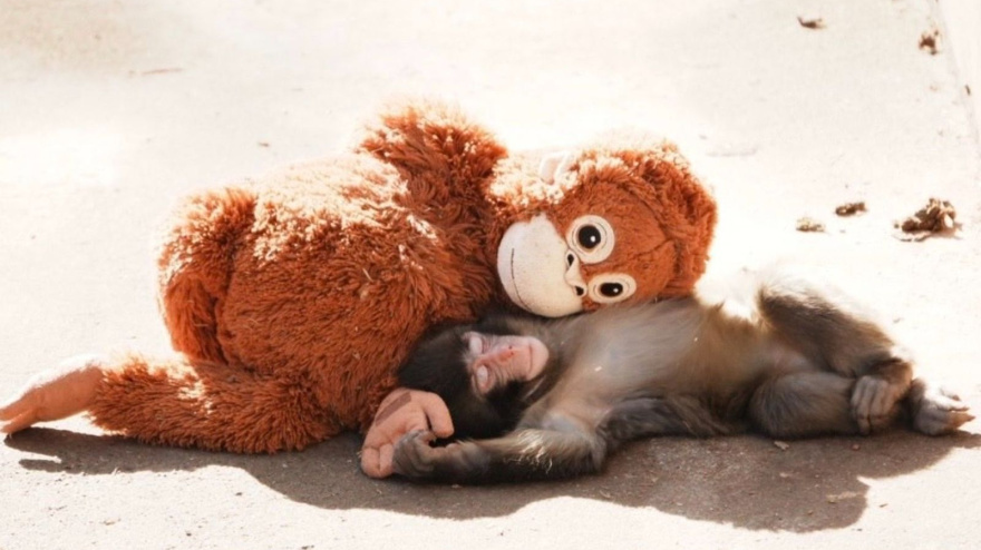 Imagen del mono Punch junto con su inseparable amigo, el peluche