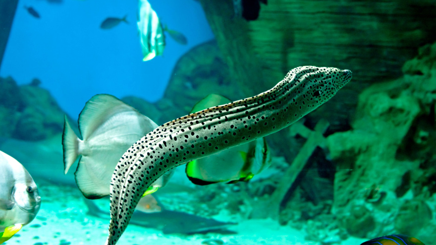 Foto de archivo de una anguila