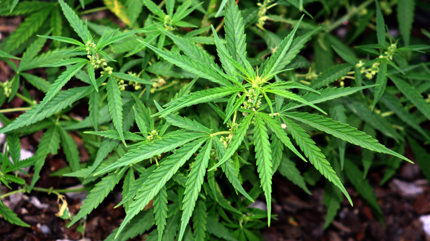 Foto de archivo de una plana de Cannabis