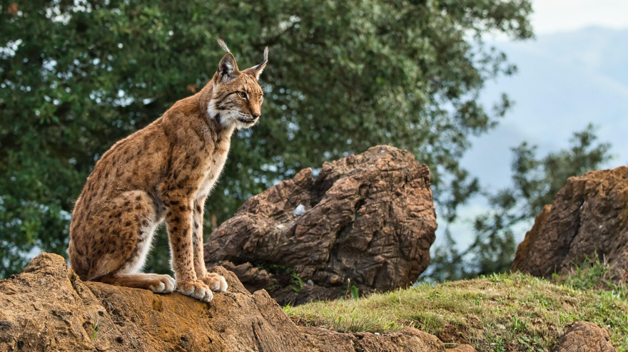 Andújar convierte la recuperación del lince ibérico en el motor de su turismo sostenible