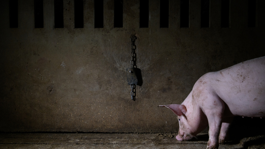 Vídeo de la Fundación Igualdad Animal denunciando maltrato en granjas