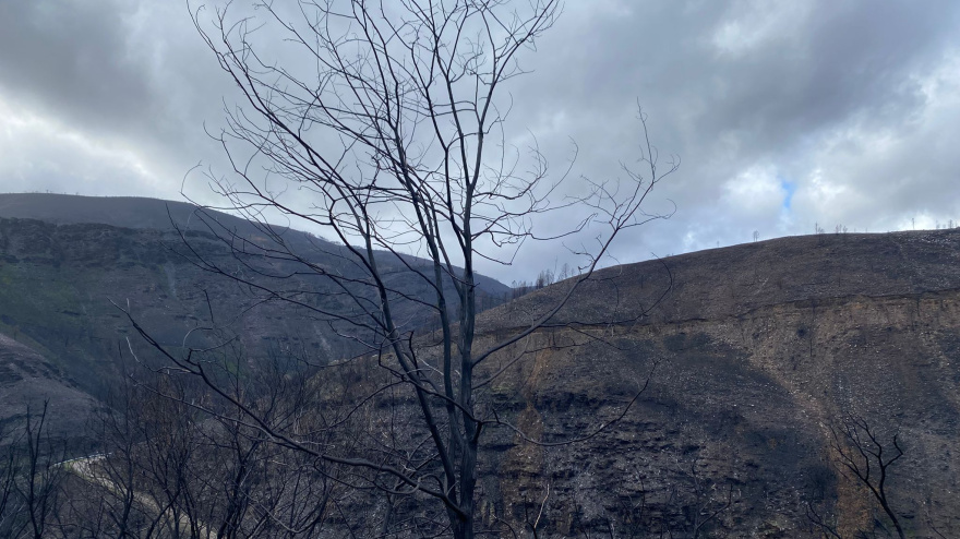 Monte quemado en Ourense