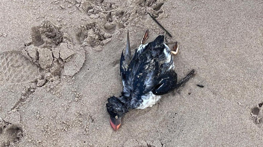 Las especies más afectadas son los frailecillos atlánticos