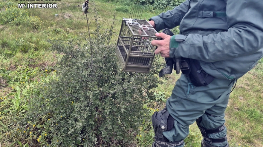 Sorprenden a un cazador furtivo que utiliza un móvil y pegamento para capturar jilgueros en Mérida