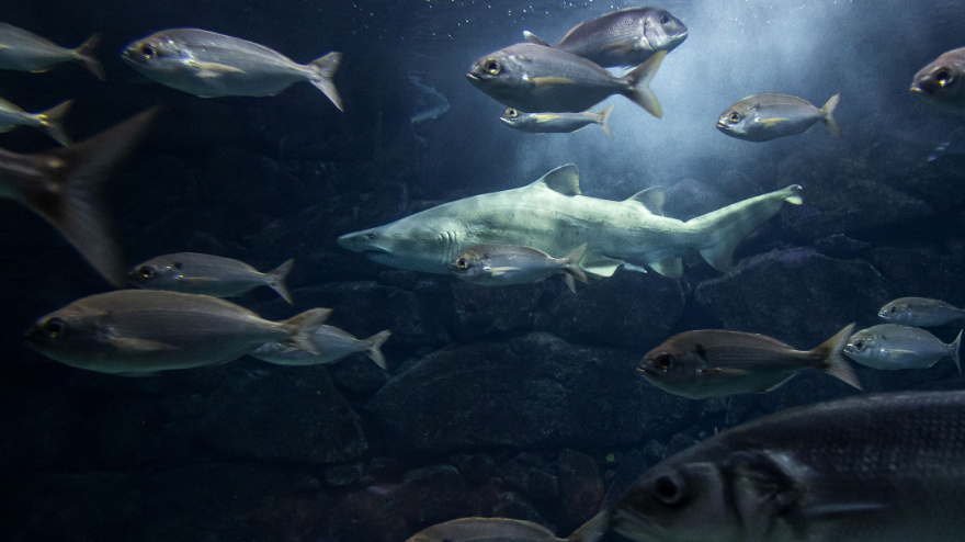 El tiburón Gastón, en el Aquarium de A Coruña
