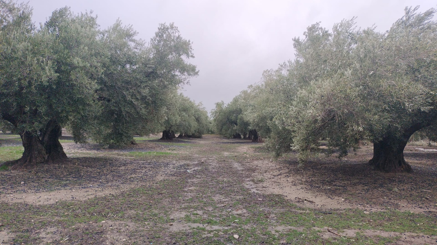 El campo jiennense, uno de los principales afectados
