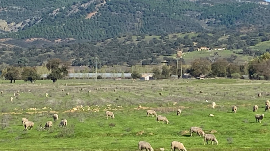 Borregos en la sierra onubense.REMITIDA / HANDOUT por ASAJA HUELVAFotografía remitida a medios de comunicación exclusivamente para ilustrar la noticia a la que hace referencia la imagen, y citando la procedencia de la imagen en la firma24/2/2026