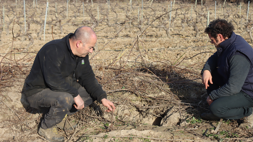 Daños de los conejos en los cultivos