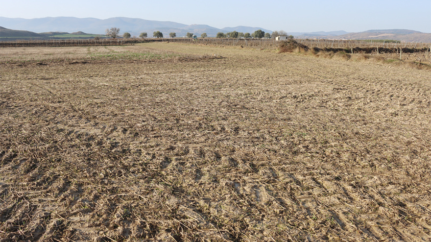 Imagen de una parcela de cereal "arrasada" por los conejos