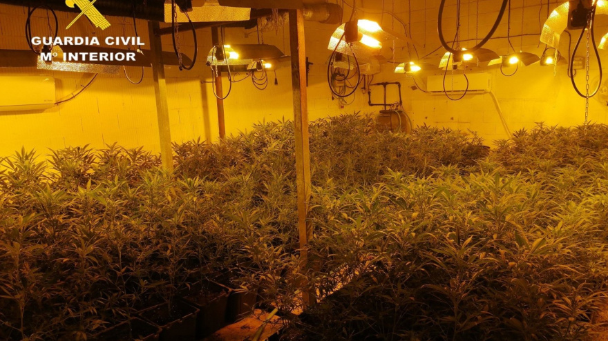Imagen de una plantación de marihuana intervenida por la Guardia Civil en Lora del Río (Sevilla).