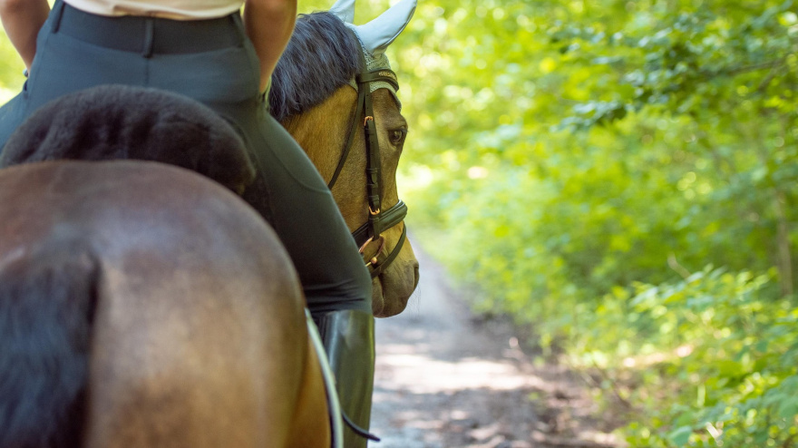 Andújar se viste de gala a caballo para celebrar el Día de Andalucía con un homenaje inédito