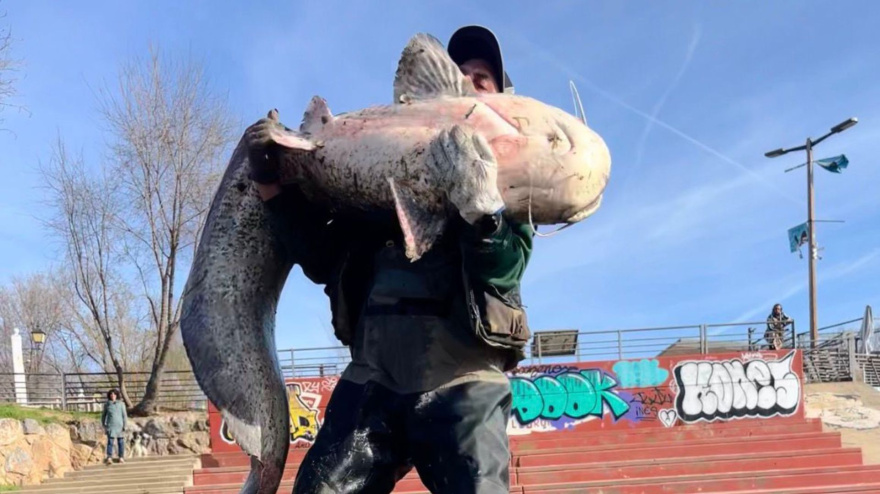 Siluro recién capturado