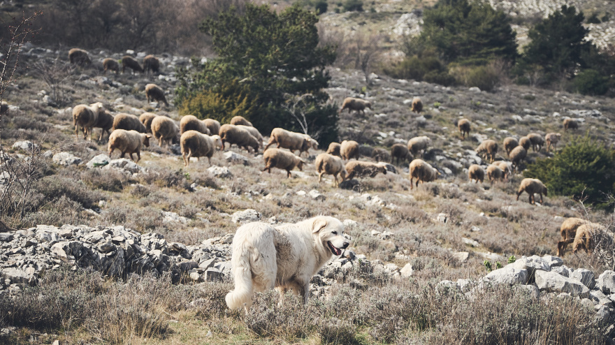 Un perro pastor con un rebaño de ovejas en el monte