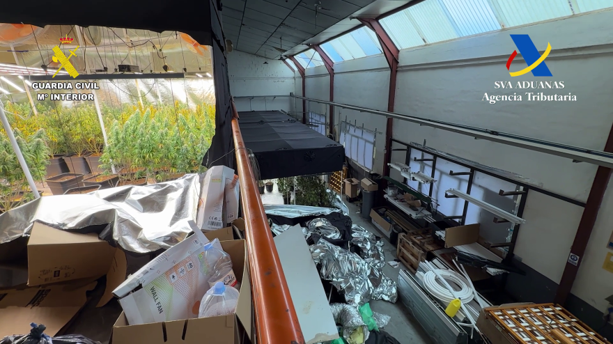 Desarticulado un grupo organizado dedicado al cultivo de marihuana en Crevillente